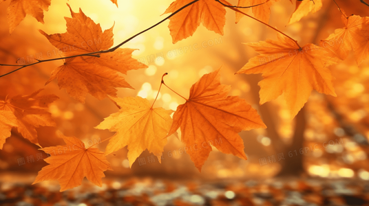 从嘲笑到心动:嘲笑的淑女在线观看,解锁反套路爱情