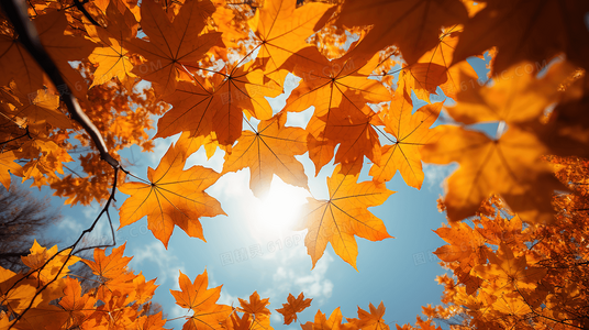 结婚证书查询常见问题解答：权限、材料与注意事项